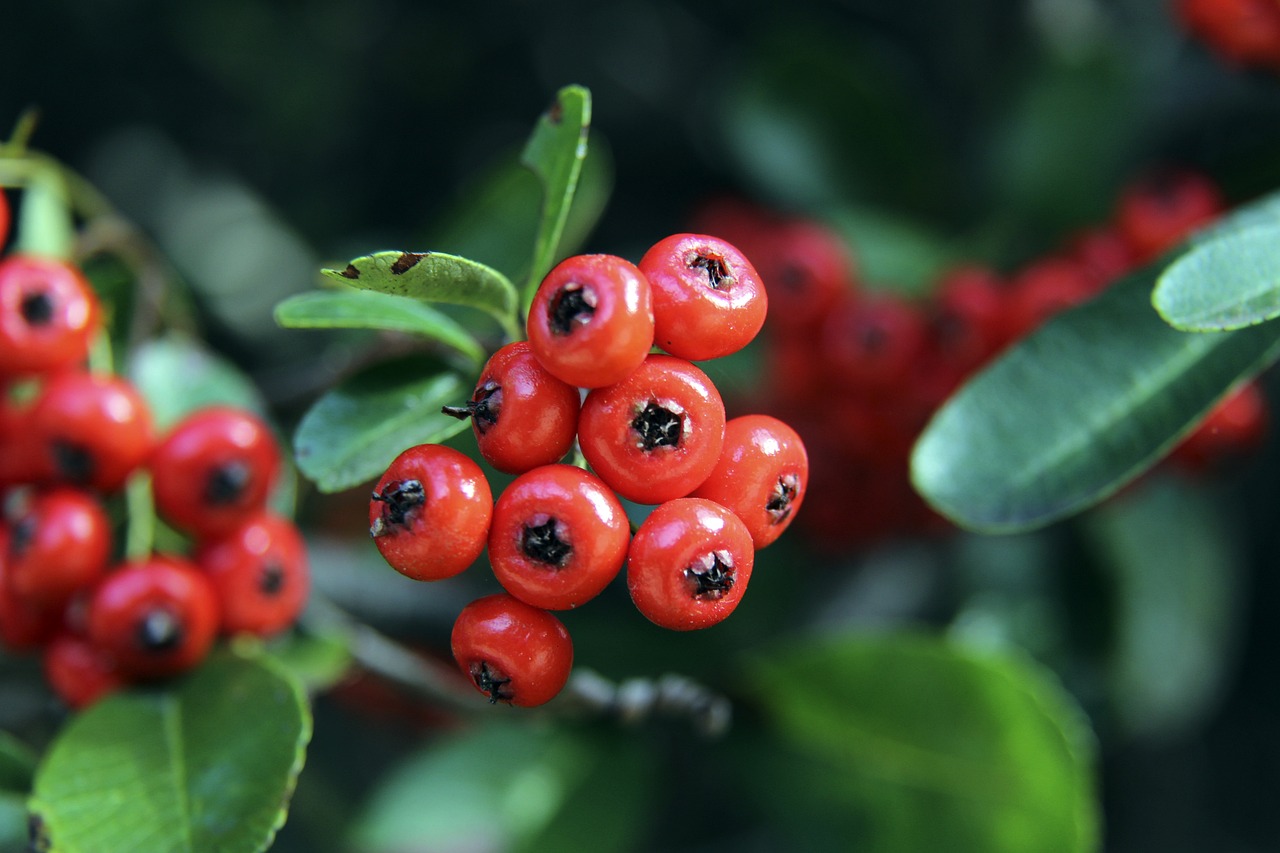莫兰特的状 莫兰特的状